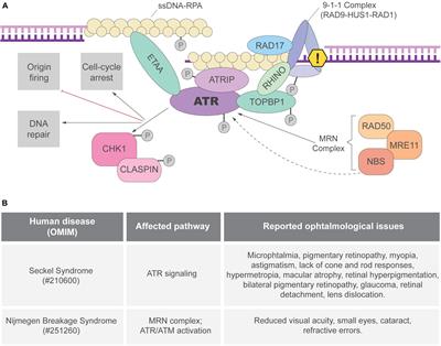 An Eye in the Replication Stress Response: Lessons From Tissue-Specific Studies in vivo